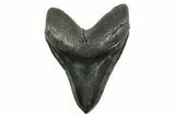 Huge Fossil Megalodon Tooth - South Carolina #367924-1